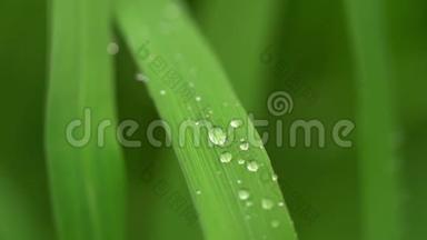 新鲜的青草有露珠的片段，<strong>绿色</strong>草地上有露珠的片段，<strong>绿色</strong>草地上有雨点的片段，<strong>绿色</strong>草地上有露珠的片段